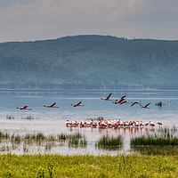 Buy canvas prints of Flamingos on Lake Nakuru by Mary Fletcher