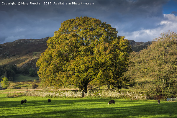 Langdale Valley Picture Board by Mary Fletcher