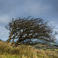 Buy canvas prints of Bent Tree by Mary Fletcher
