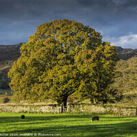 Buy canvas prints of Langdale Valley by Mary Fletcher