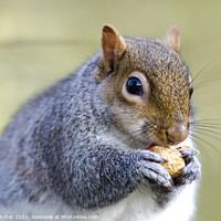 Buy canvas prints of Squirrel Nutkin by Mary Fletcher