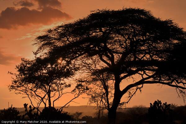 Acacia Tree at sunset Picture Board by Mary Fletcher
