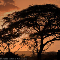 Buy canvas prints of Acacia Tree at sunset by Mary Fletcher