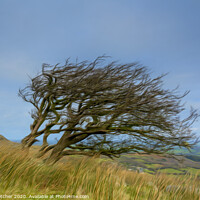 Buy canvas prints of Windswept Tree by Mary Fletcher