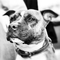 Buy canvas prints of Staffy by James  Hare