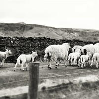 Buy canvas prints of Sheep in the Dales by James  Hare