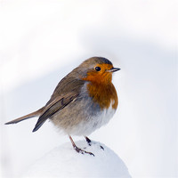 Buy canvas prints of A Snowy Perch for Robin by Pauline Lewis
