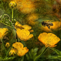 Buy canvas prints of Buttercup Jungle by Pauline Lewis
