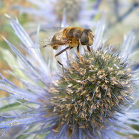 Buy canvas prints of Eryngium and bee  by Rhoda Howie