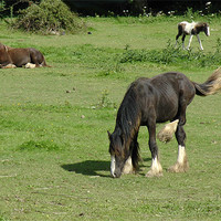 Buy canvas prints of Horse and Fowl  in A Field by Don Rorke