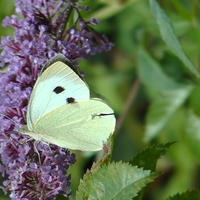 Buy canvas prints of White Butterfly on Purple Flower 2 by Don Rorke