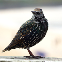 Buy canvas prints of Beautiful little Starling by Hippy Soul