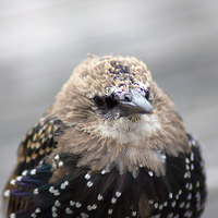 Buy canvas prints of Little Starling by Hippy Soul