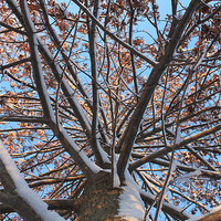 Buy canvas prints of Pin Oak in Winter by stacey meyer