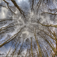 Buy canvas prints of Looking to the tree top. by barry jones