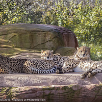 Buy canvas prints of Coalition of cheetahs by barry jones