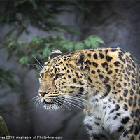 Buy canvas prints of Leopard by barry jones