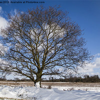 Buy canvas prints of A single tree in the snow. by barry jones