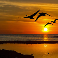 Buy canvas prints of flying sunset by Kelvin Rumsby