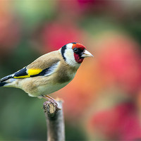 Buy canvas prints of goldfinch by Kelvin Rumsby