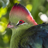 Buy canvas prints of Fischer’s turaco by Kelvin Rumsby
