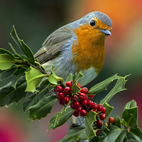 Buy canvas prints of Xmas robin by Kelvin Rumsby