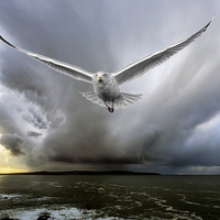 Buy canvas prints of  seagull chase by Kelvin Rumsby