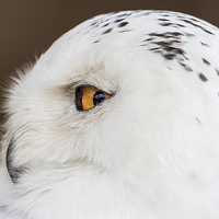 Buy canvas prints of  snowy owl by Kelvin Rumsby