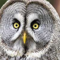 Buy canvas prints of  great grey owl by Kelvin Rumsby