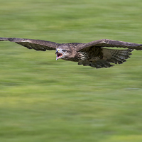 Buy canvas prints of  buzzard, attack by Kelvin Rumsby