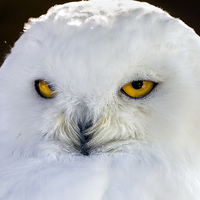 Buy canvas prints of  snowy owl by Kelvin Rumsby