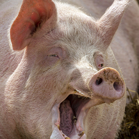 Buy canvas prints of  the singing pig by Kelvin Rumsby
