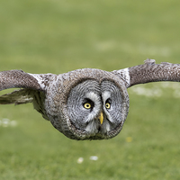 Buy canvas prints of  great grey owl by Kelvin Rumsby