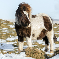 Buy canvas prints of  dartmoor pony  by Kelvin Rumsby