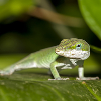 Buy canvas prints of  anole by Kelvin Rumsby