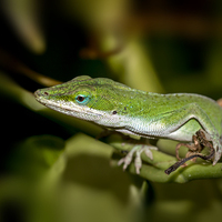 Buy canvas prints of  anole  by Kelvin Rumsby