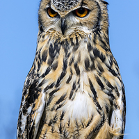 Buy canvas prints of  eagle owl by Kelvin Rumsby