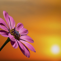 Buy canvas prints of  sunset daisy by Kelvin Rumsby