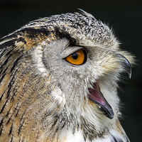 Buy canvas prints of  Eagle owl by Kelvin Rumsby