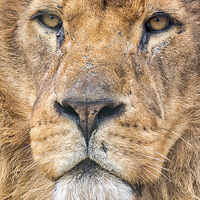 Buy canvas prints of  the king by Kelvin Rumsby