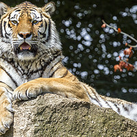 Buy canvas prints of tiger by Kelvin Rumsby