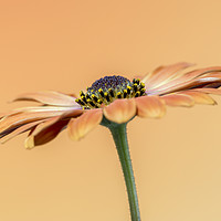 Buy canvas prints of orange daisy by Kelvin Rumsby