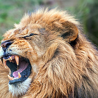 Buy canvas prints of lion king by Kelvin Rumsby