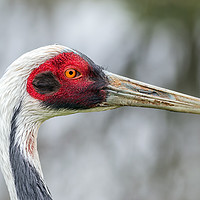 Buy canvas prints of white naped crane by Kelvin Rumsby
