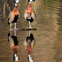 Buy canvas prints of whistling duck, tree duck by Kelvin Rumsby