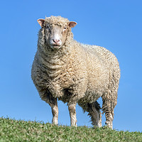 Buy canvas prints of sheep by Kelvin Rumsby