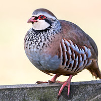 Buy canvas prints of Red legged partridge, bird by Kelvin Rumsby