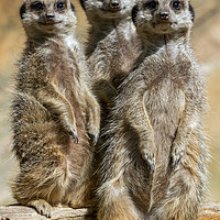 Buy canvas prints of meerkats by Kelvin Rumsby