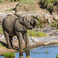 Buy canvas prints of drinking elephant by Kelvin Rumsby