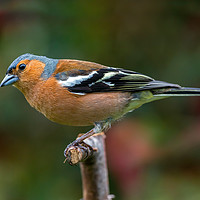Buy canvas prints of Chaffinch by Kelvin Rumsby